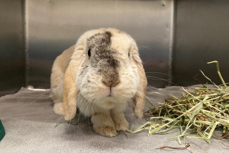 a beige-colored Holland Lop rabbit stands beside some hay
