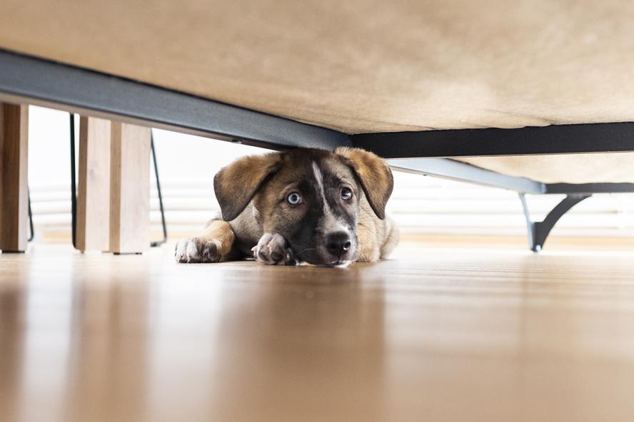 Puppy Hiding Under a Sofa