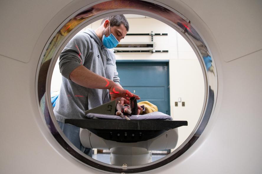 a medical person preparing a dog for a scan