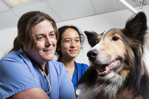 veterinarian and resident with dog