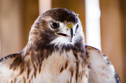 A red-tailed hawk at Tufts Wildlife Clinic